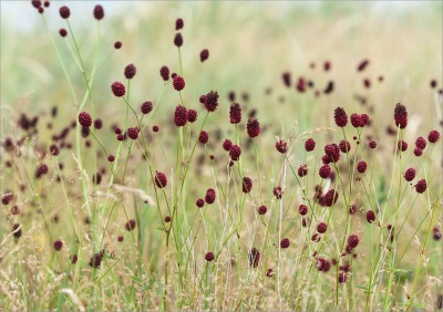 Burnet - 一种无味的植物