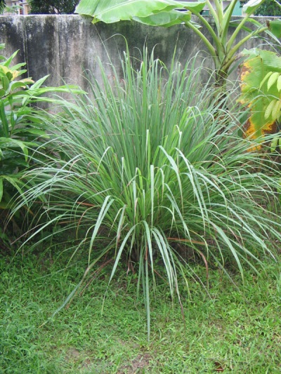 野生的柠檬草