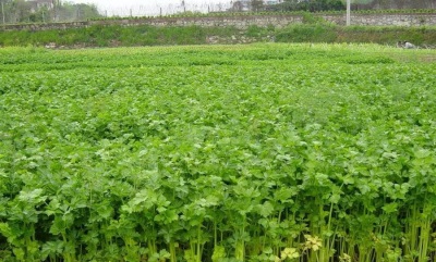 几乎每个大陆都种植芹菜。