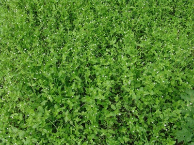 像杂草一样摆脱木虱