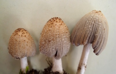 粪菌的外观